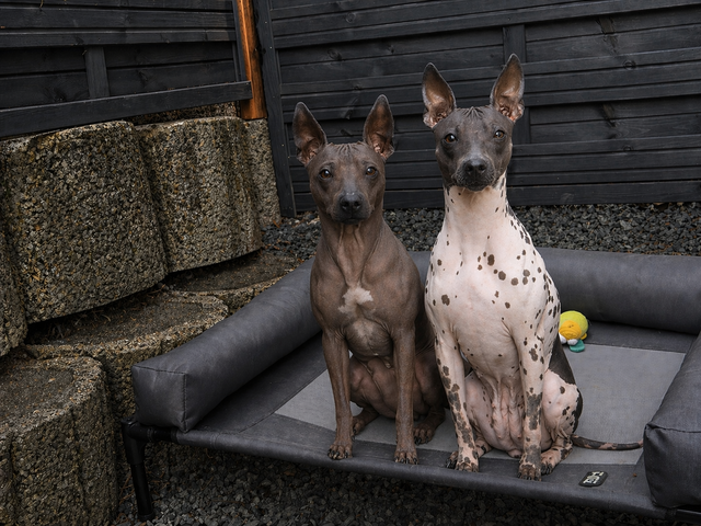 American Hairless Terrier Welpen