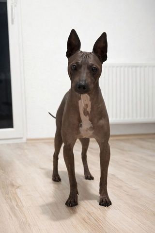 American Hairless Terrier Welpen