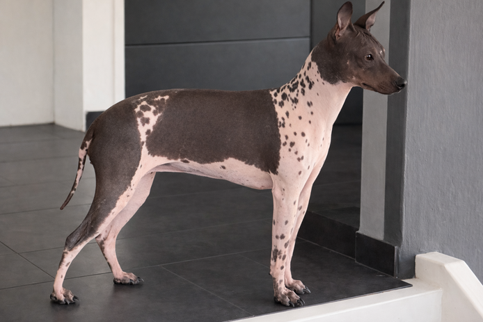 American Hairless Terrier Welpen