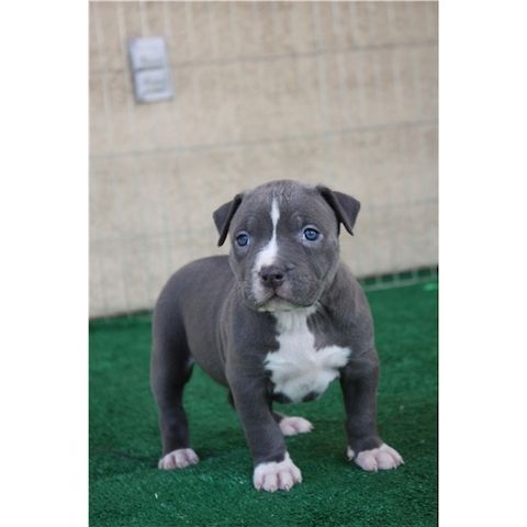 American Pitbull Blueline Welpe abzugeben
