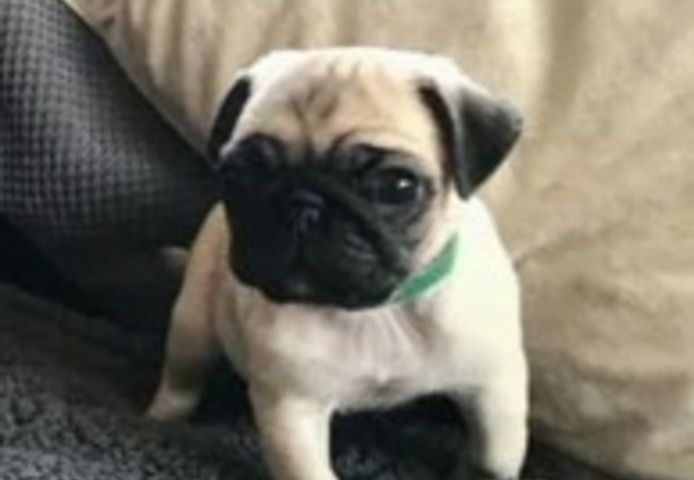 Mops-Welpen
