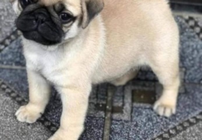 Mops-Welpen