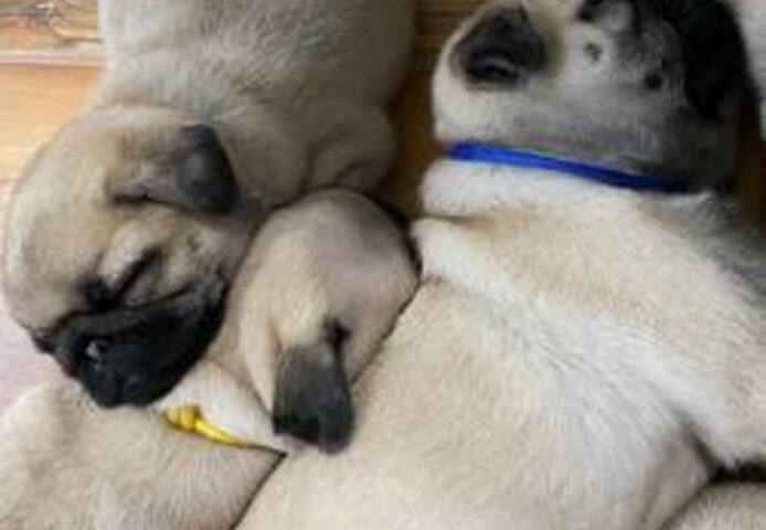 Mops-Welpen