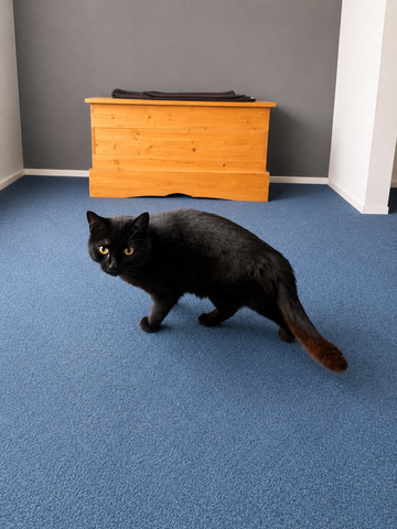 Katzendame sucht neues Zuhause