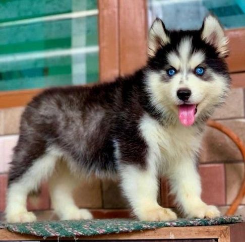 Wunderschöne Siberian-Husky