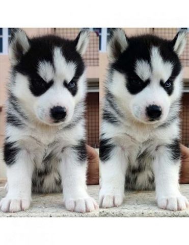 Wunderschöne Siberian-Husky