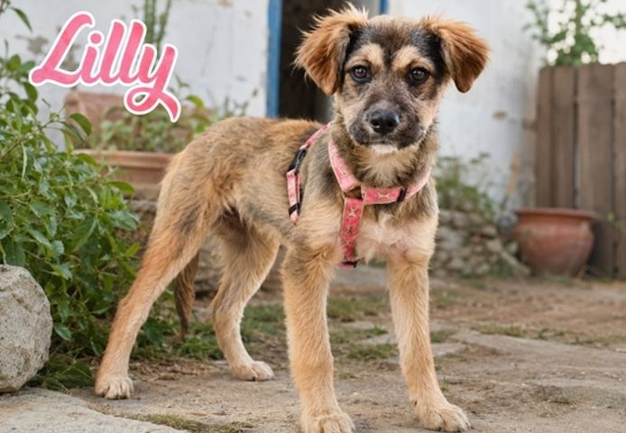 Lilly - einfach zum Verlieben