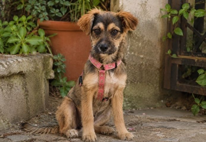 Lilly - einfach zum Verlieben
