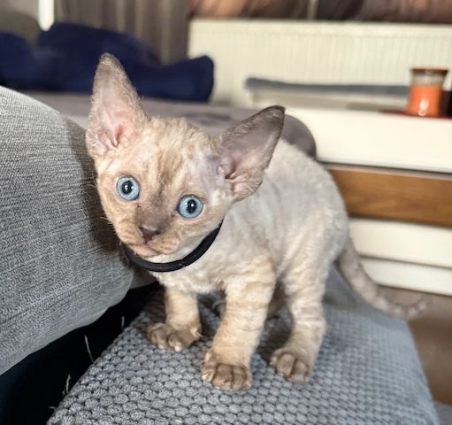 Hübsche kleine Devon Rex-Kätzchen 😻 Nur noch 4 Kater verfügbar