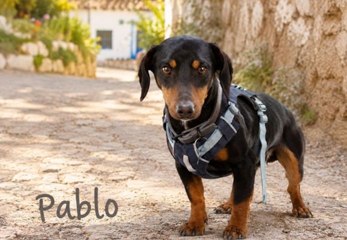 Pablo - freundlicher Dackel sucht Zuhause