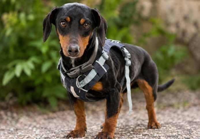 Pablo - freundlicher Dackel sucht Zuhause