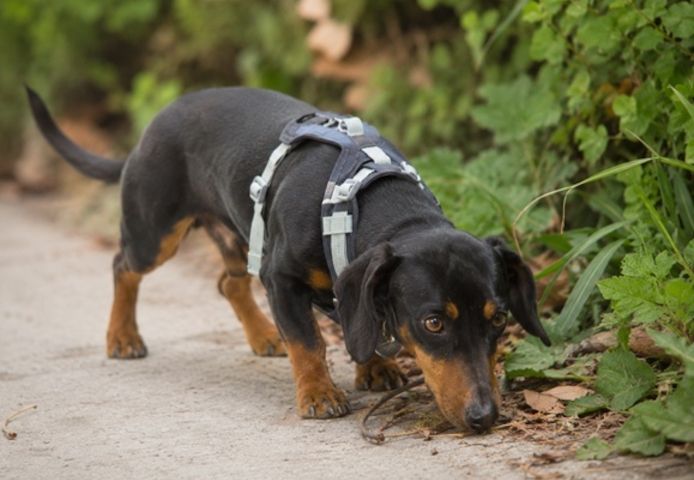Pablo - freundlicher Dackel sucht Zuhause