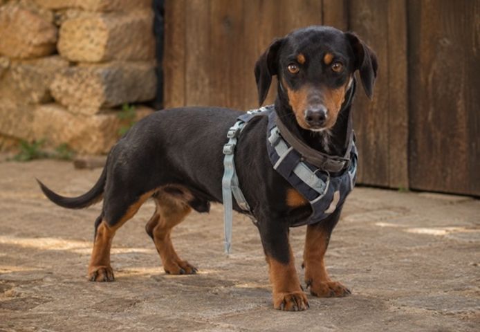 Pablo - freundlicher Dackel sucht Zuhause