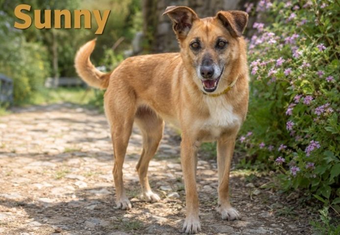Sunny – lebensfrohe Hündin sucht ihre Menschen