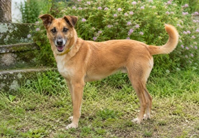 Sunny – lebensfrohe Hündin sucht ihre Menschen