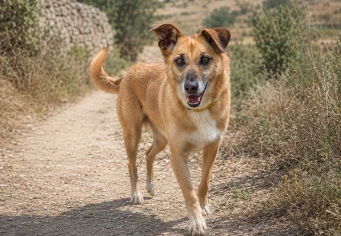 Sunny – lebensfrohe Hündin sucht ihre Menschen