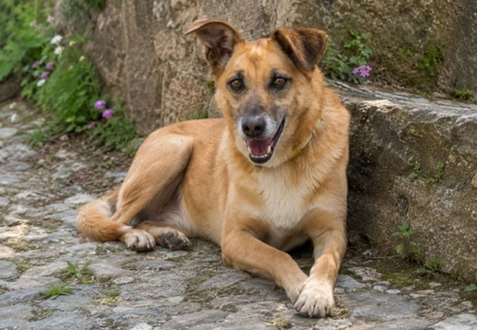 Sunny – lebensfrohe Hündin sucht ihre Menschen