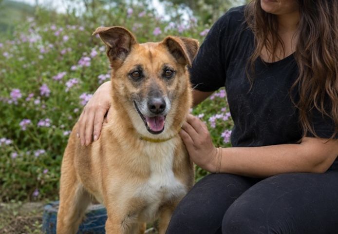 Sunny – lebensfrohe Hündin sucht ihre Menschen