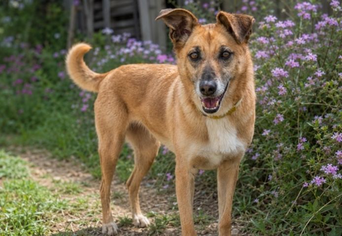 Sunny – lebensfrohe Hündin sucht ihre Menschen