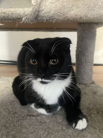 2 Katze zum verkaufen