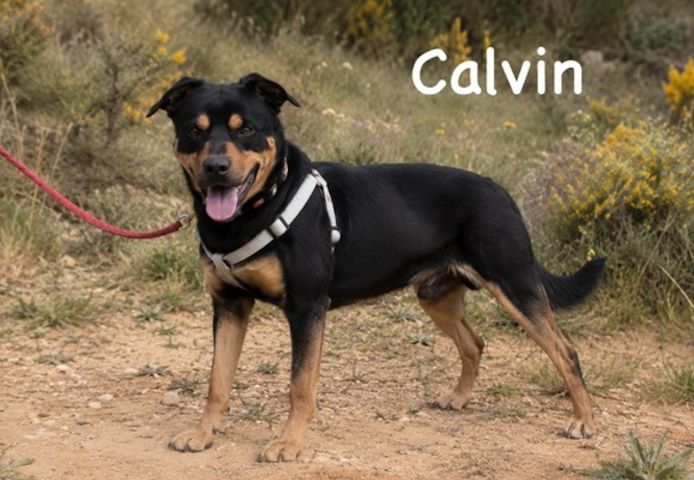 Calvin - sensibler Schatz möchte Ankommen