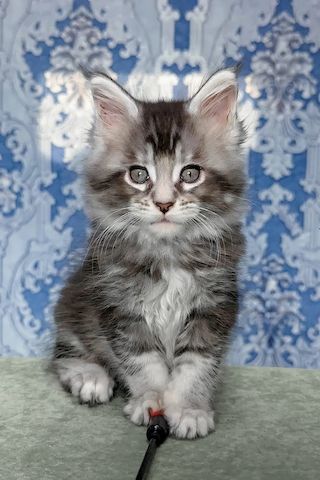 Süße Maine Coon Kätzin sucht noch neues Schmusepersonal!