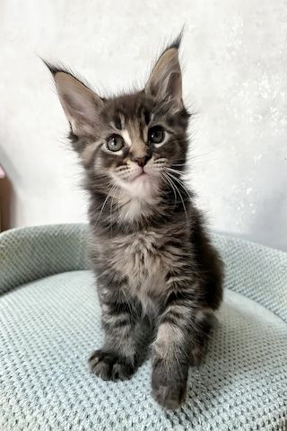 Wunderschöne reinrassige Maine Coon Kitten