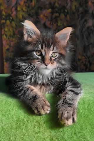 Maine Coon Kitten aus liebevoller Familienaufzucht abzugeben