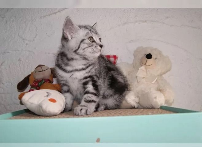 BKH Kitten black silver Tabby Classic mit Stammbaum
