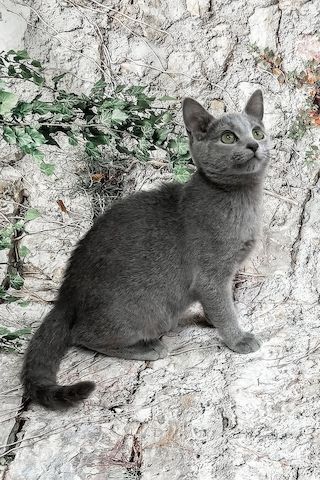 Russisch Blau Kitten mit Stammbaum aus liebevoller Familienaufzucht