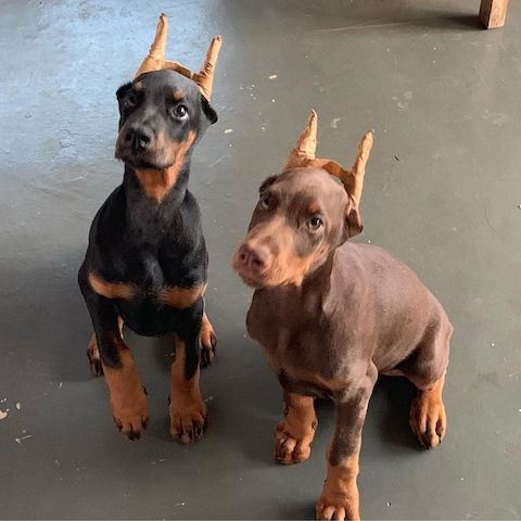 Exklusive Dobermann Welpen aus Top-Verpaarung