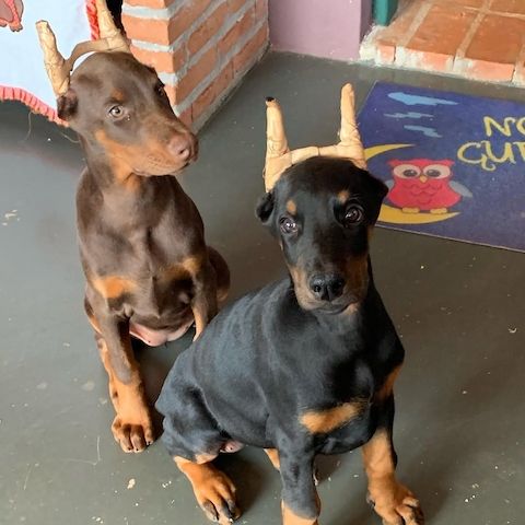 Europäische Dobermann Champion Welpen