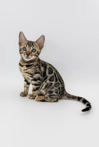 Wunderschöne Reinrassige Bengal Kitten mit Stammbaum