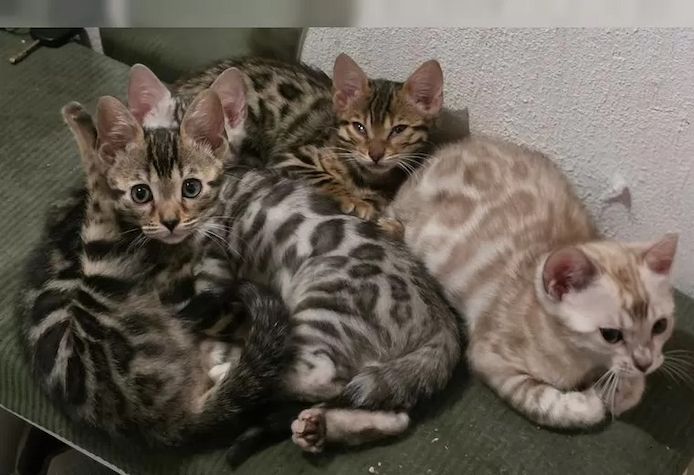Wunderschöne Bengal Kitten mit Stammbaum.