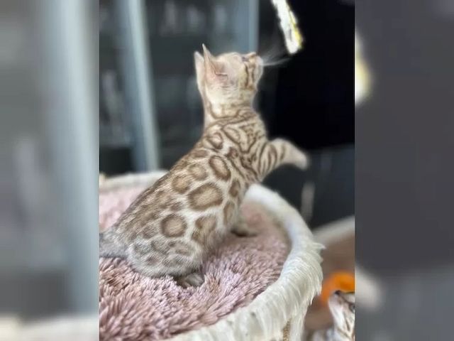 Bengal Kitten mit Stammbaum
