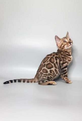 Wunderschöne Bengal Kitten