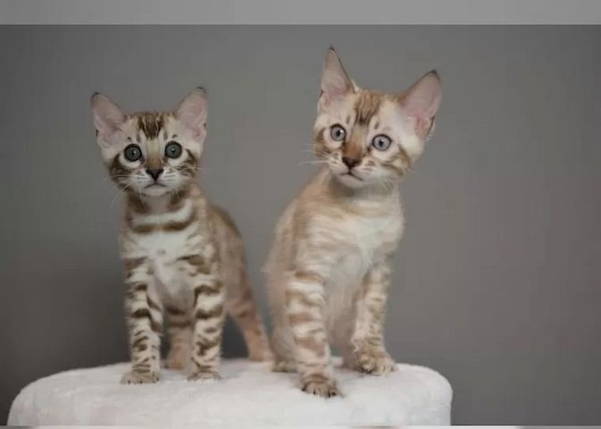 Bengal-Kitten Snow & Brown mit Stammbaum