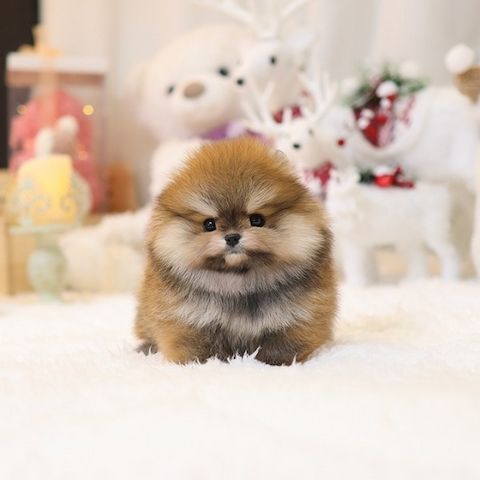 Süßen Zwergspitz Pomeranian Welpen