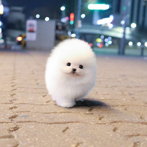 Reinrassige Pomeranian Zwergspitz Welpen