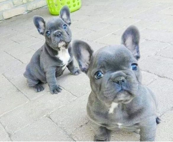 Französische Bulldogge Welpen