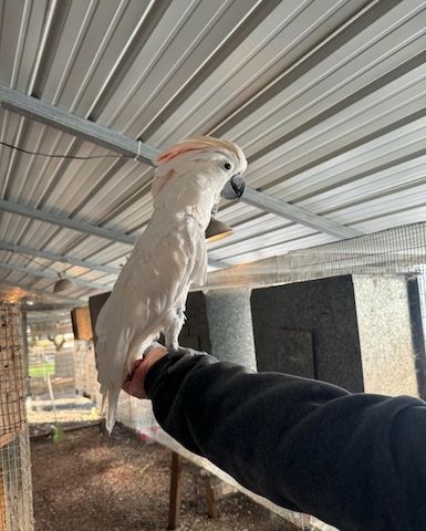 Molukkenkakadu zu verkaufen (Cacatua moluccensis)