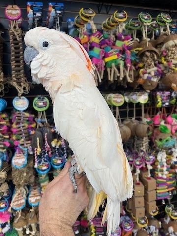 Molukkenkakadu zu verkaufen (Cacatua moluccensis)