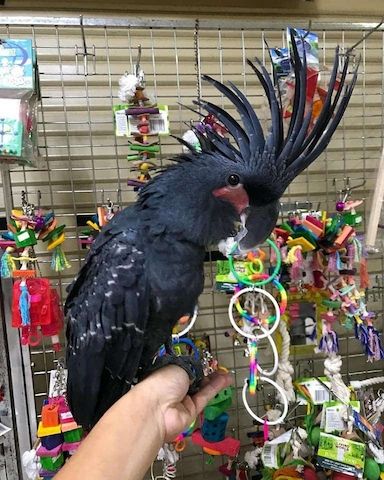 Palmkakadu  zu verkaufen ( Probosciger aterrimus )