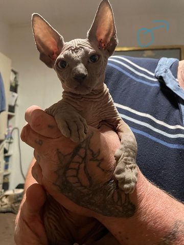 Sphynx Kitten