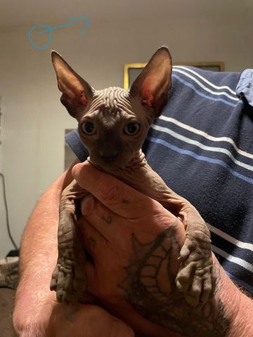 Sphynx Kitten
