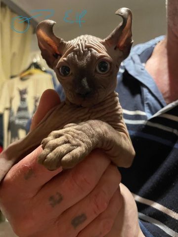 Sphynx Kitten