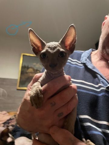 Sphynx Kitten