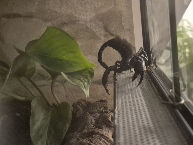 Skorpion schwarz