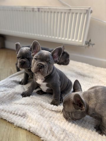 Super Frenchie-Welpen zu verkaufen
