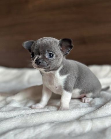 chihuahua
